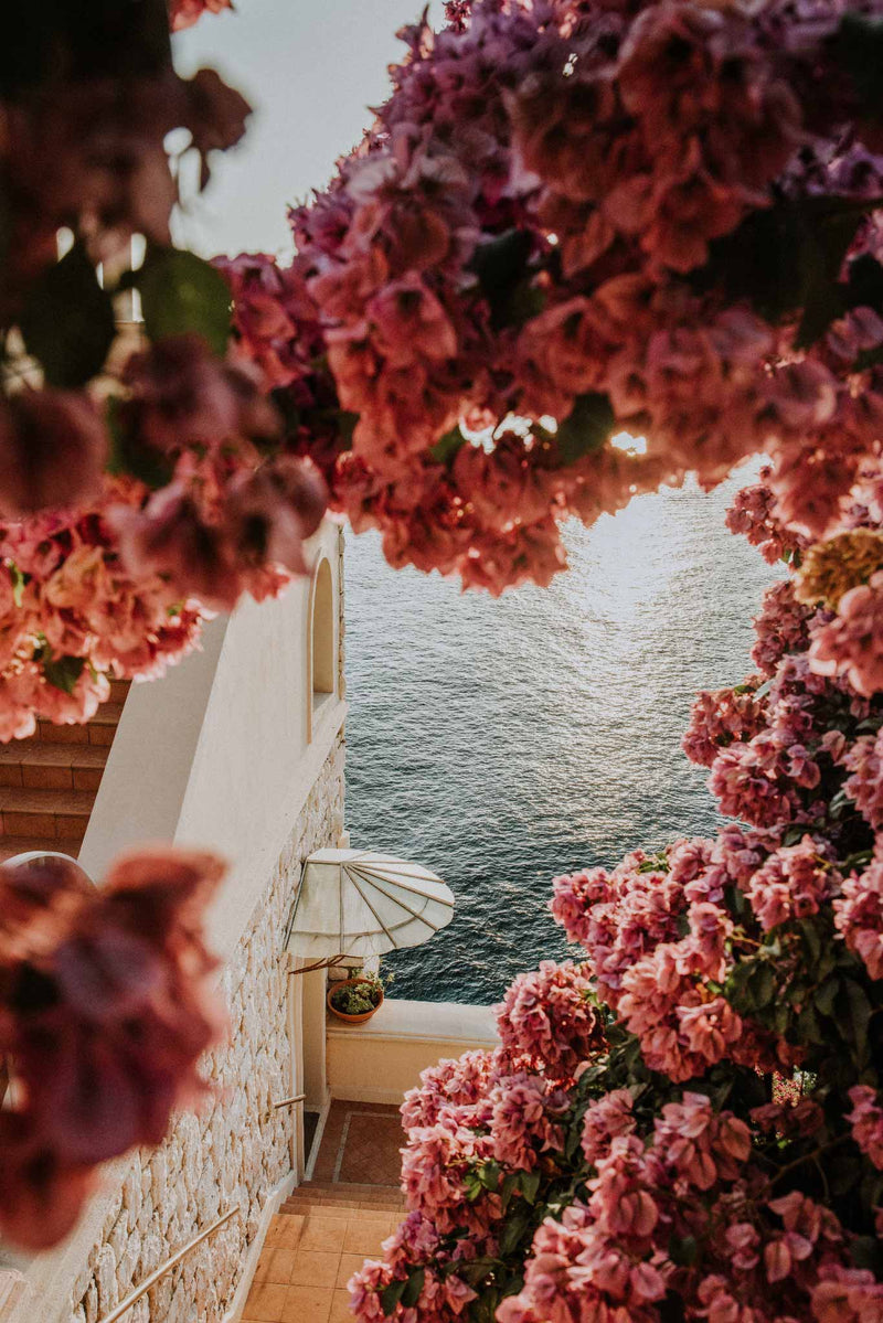 Bougainvillea — Will Salkeld