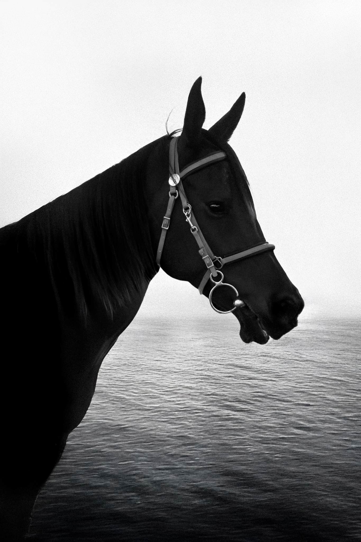 Stallion by Raex Murillo, black and white photograph of a single horse in profile against soft water and hazed horizon