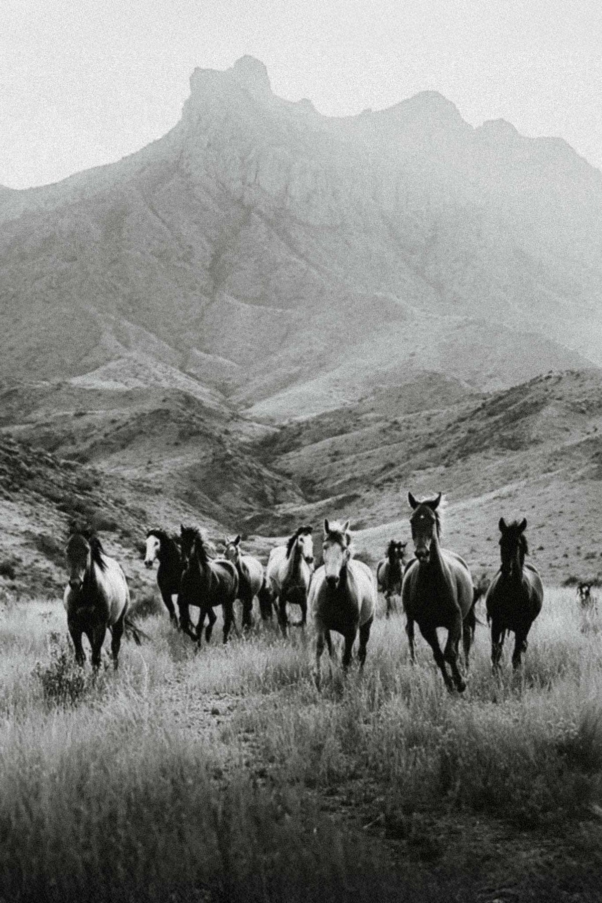 Stallion II by Raex Murillo, black and white photograph of a herd of wild horses running through tall grass below a high ridge