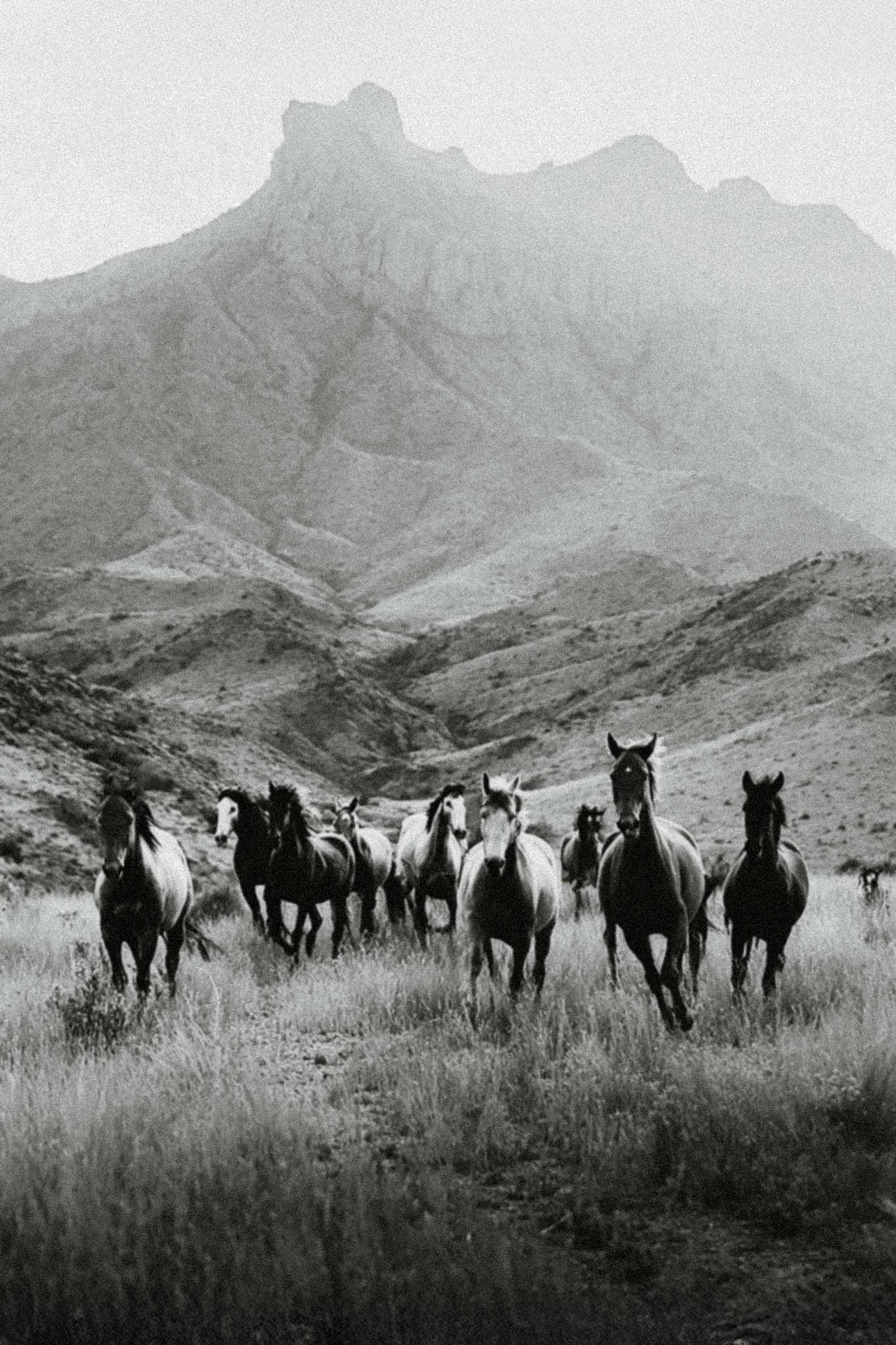 Stallion II by Raex Murillo, black and white photograph of a herd of wild horses running through tall grass below a high ridge
